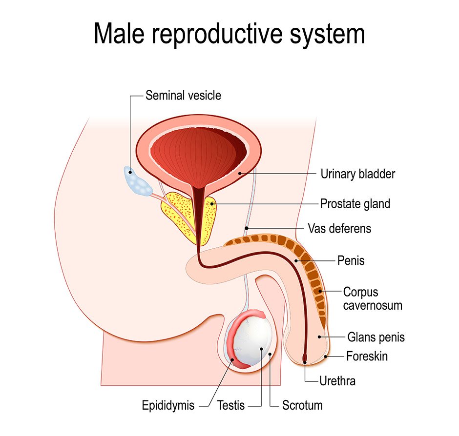 Know Your Prostate Image